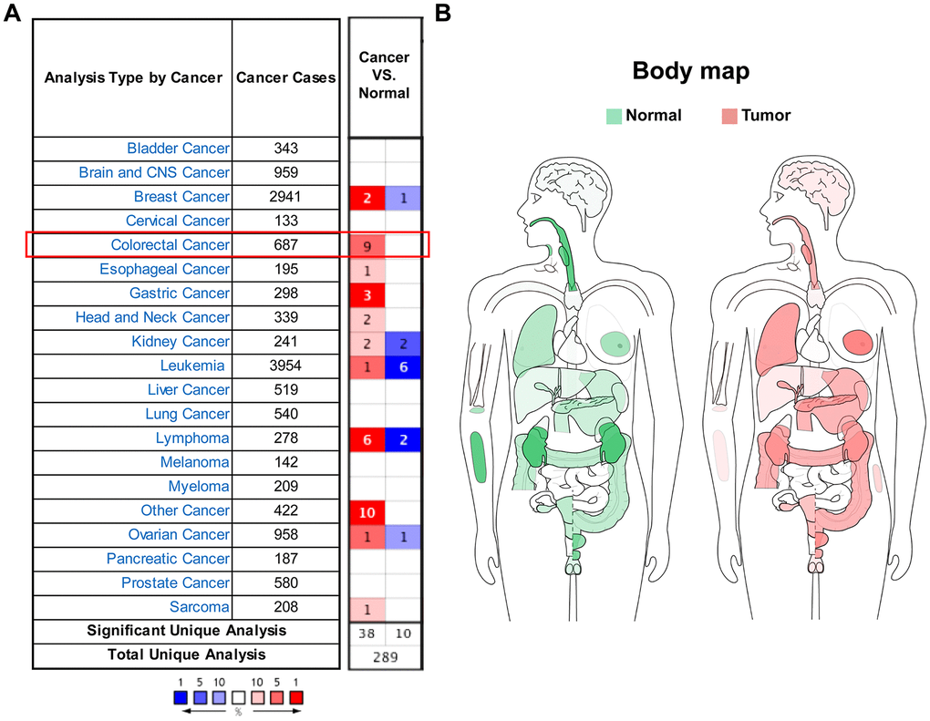 SEMA4C mRNA expression is altered in different human cancers. (A) Oncomine database analysis results of SEMA4C mRNA levels in the tumor and normal tissues in human cancers. Note: Red and blue denote upregulation and downregulation of SEMA4C in the tumor tissues, respectively. (B) Interactive human body map constructed using the GEPIA webserver shows the status of SEMA4C mRNA expression in the tumor (red) and normal (green) tissue samples from different cancer types based on the TCGA data.