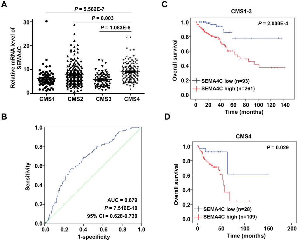 SEMA4C overexpression correlates with the CMS4 subtype of CRC. (A) Box-scatter plot shows the SEMA4C mRNA level in CMS1, CMS2, CMS3 and CMS4 subtypes of CRC patient tissues in the TCGA dataset. (B) ROC curve analysis shows that SEMA4C expression levels accurately discriminate between CMS4 and non-CMS4 molecular subtypes of the TCGA-CRC dataset. Note: AUC: area under receiver operating characteristic, CI: confidence interval. (C, D) Kaplan-Meier survival curves show the OS in the high- and low- SEMA4C expressing (C) CMS1-3 and (D) CMS4 subgroups of TCGA-CRC patients. Log-rank test was used to determine the statistical differences between the groups.