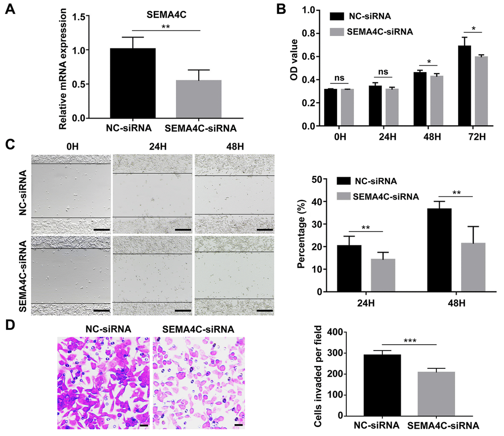 SEMA4C silencing decreases proliferation, migration, and invasion of the LoVo cells. (A) QRT-PCR analysis shows the SEMA4C mRNA levels in the NC-siRNA- or SEMA4C-siRNA-transfected LoVo cells (human colon adenocarcinoma cell line). (B) CCK-8 assay results show the viability of control and SEMA4C-silenced LoVo cells. (C) Wound-healing assay results show the migration rates of control and SEMA4C-silenced LoVo cells. Note: Scale bars=100 μm. (D) Transwell invasion assay results show the invasiveness of control and SEMA4C-silenced LoVo cells. Note: Scale bars=10 μm. H indicates hour. ***, P P P 