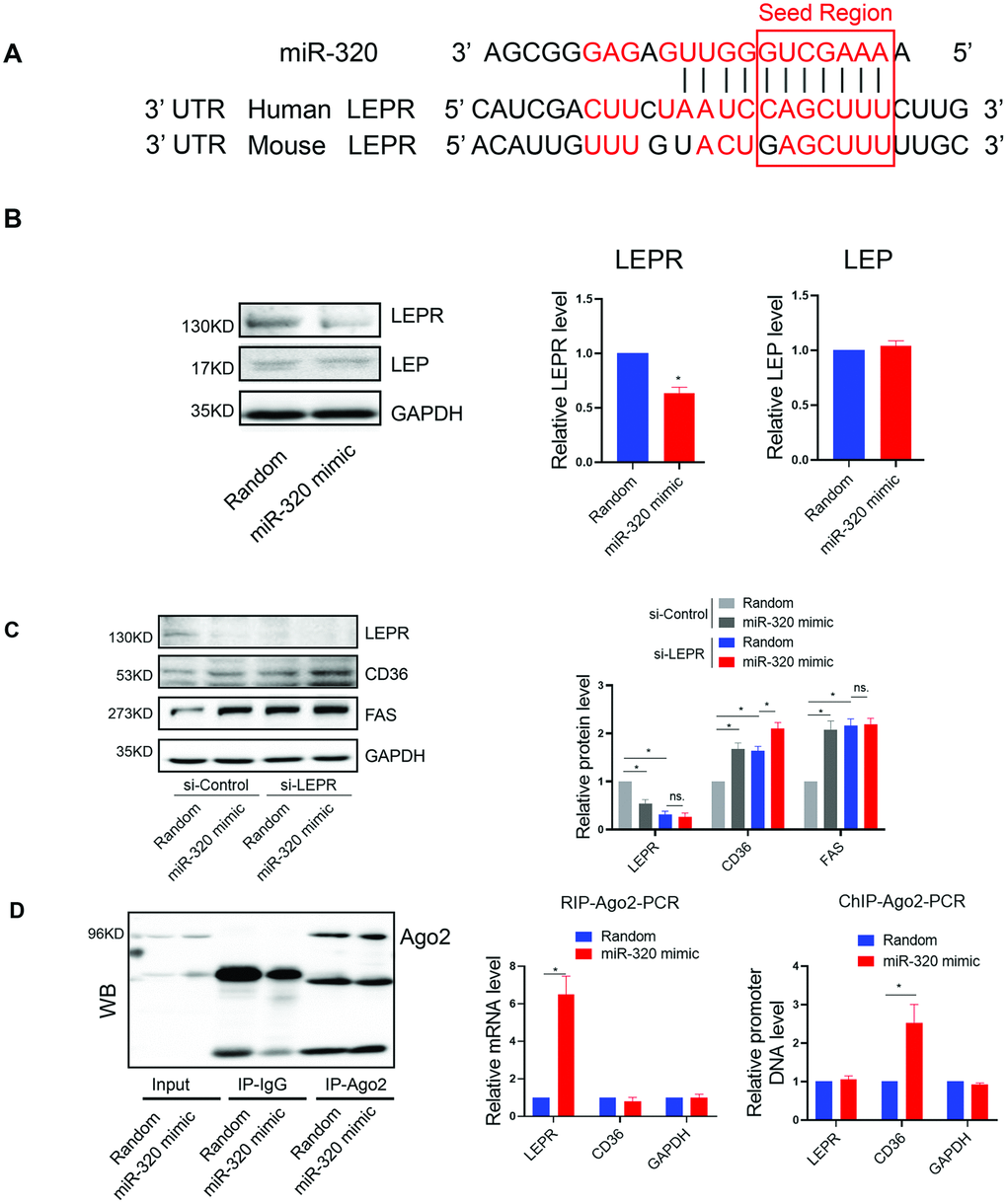 The regulation of miR-320 on lipogenesis was leptin-receptor dependent. (A) Sequence alignment of miR-320 on 3’ UTR of LEPR from mouse and human. (B) Western blot was performed to determine the protein levels of LEP and LEPR in L02 cells treated with miR-320 mimic (n=3, *pC) Effects of miR-320 mimic on protein levels of CD36, FAS and DGAT2 in si-NC and si-LEPR treated L02 cells detected By Western blot (n=3, *pD) Relative mRNA levels and promoter DNA levels of LEPR and CD36 detected by Ago2-RIP and Ago-2 CHIP, respectively (n=3, *p