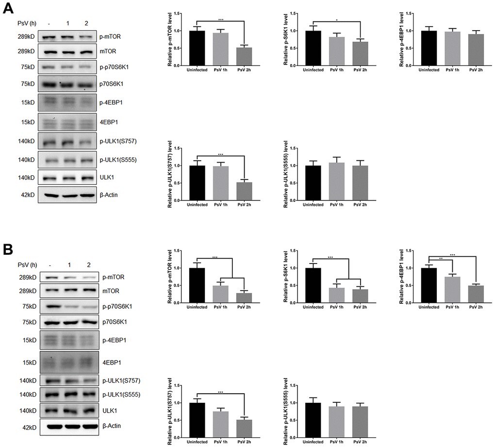 HPV11 PsV cellular entry activates autophagy through mTOR signaling. (A, B) Western analysis of phosphorylated and total mTOR and its substrate proteins 4EBP1, p70S6K1, and ULK1 in NHEKs (A) or HaCaT cells (B) during HPV11 PsV entry. The ratio of the phosphorylated and total proteins was quantified and normalized to β-Actin and uninfected controls. The graph represents the mean and standard deviation from three biological independent repeats. Significant differences were identified by Student’s t test. *, P 