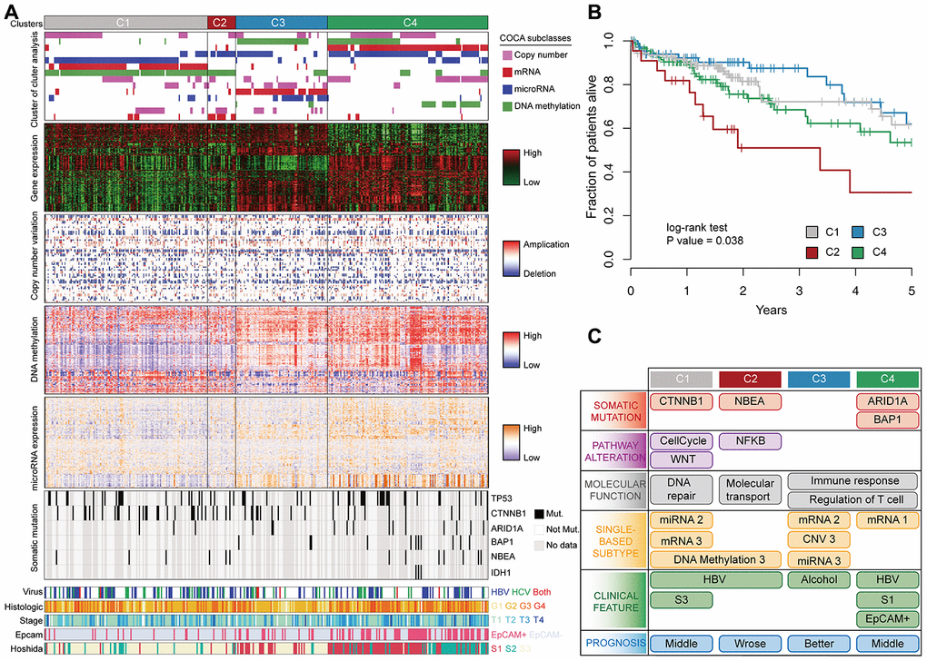 Multi-omics integration to identify HCC subclasses. (A) COCA subclasses of HCC identified by integrating multiple-platform data. Each column represents a patient; grey color in the spectrum of somatic mutation means patients without exome sequencing data. (B) Kaplan–Meier estimates of overall survival among different patient subclasses. (C) Schematic summary of molecular and clinical characteristics of the four HCC subclasses.