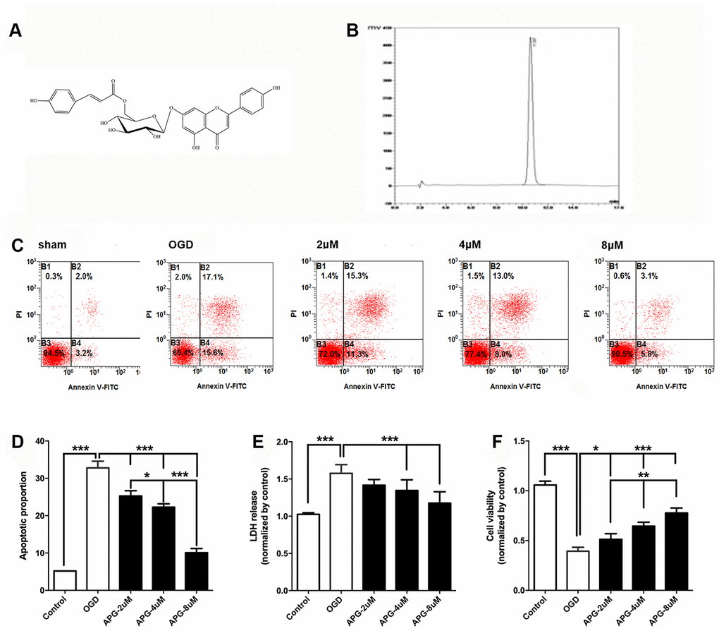 Protective effect of APG against OGD/R injury in cortical neurons. (A) Chemical structure of APG (molecular weight: 578; molecular formula: C30H26O12). (B) HPLC analysis of APG (retention time = 11.047 min). The detection wavelength was 254 nm; the mobile phase was methanol and 0.1% phosphoric acid at a ratio of 40:60 (v/v) through the elution. The flow rate was kept at 1 mL/min. (C) Representative dot plots showing flow cytometric analysis of cortical neurons treated with different concentrations of APG and then stained with FITC-conjugated Annexin V and propidium iodide in control, OGD, 2 μM, 4 μM and 8 μM APG treatment groups. (D) Analysis result of apoptotic index in each group (n = 5). (E) Effect of APG treatment on plasma lactate dehydrogenase (LDH) releasing level in primary cortical neuron culture challenged by OGD/R. (F) Effect of APG treatment on cell viability in primary cortical neuron culture subjected to OGD/R. n = 5 per group. * P P P 