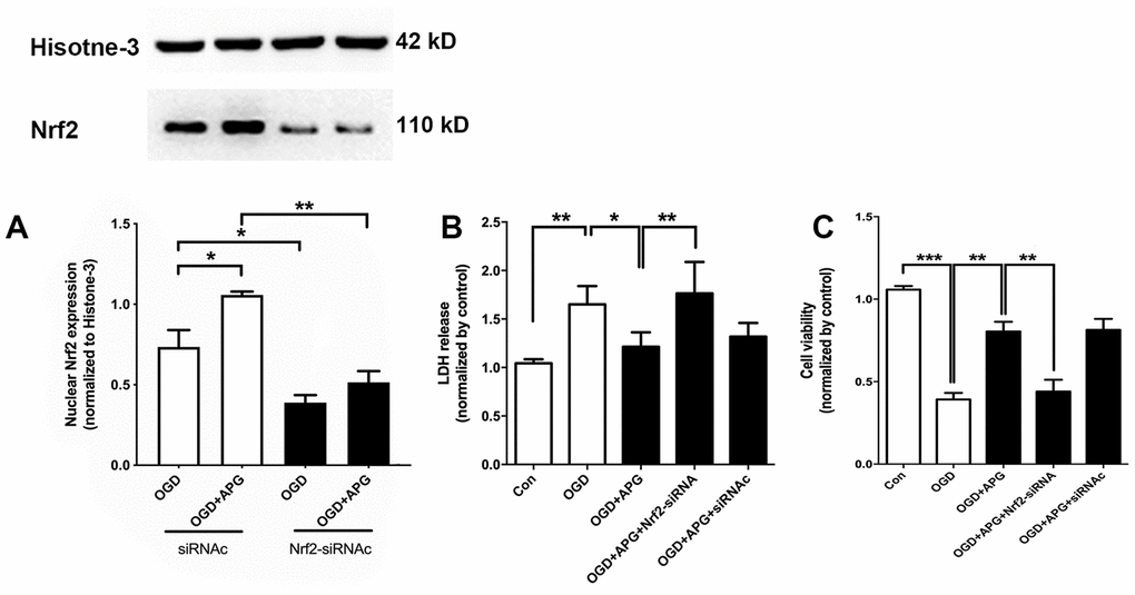 Knockdown of Nrf2 via RNA interference prevented the nuclear Nrf2 translocation and protective effect induced by APG. (A) The upper portion shows a comprehensive photograph of Nrf2 and the corresponding histone-3 bands. The lower portion shows Nrf2 expression in the presence of Nrf2-siRNA or Nrf2-siRNAc. (B) Effect of Nrf2-siRNA or Nrf2-siRNAc on plasma lactate dehydrogenase (LDH) release level in primary cortical neuron cultures treated with APG. (C) Effect of Nrf2 knockdown on cell viability in primary cortical neuron cultures with APG treatment. n = 5 per group. * P  P  P 