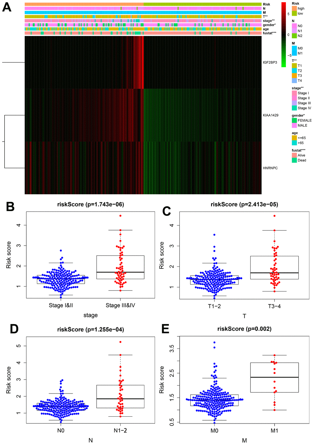Correlation analysis between the expression of prognostic risk-related genes and clinicopathological features in high-risk and low-risk KIRP patients. (A) The heatmap shows the expression of the three prognostic signature-related genes in the low- and high-risk group KIRP patients stratified according to the clinicopathological parameters, namely, survival status (alive or dead), age (>65 y or Chi-square test evaluated the correlation between the clinicopathological parameters and prognostic risk. *P P P B–E) The distribution of risk scores in high- and low-risk patients stratified according to (B) AJCC stage (stages I-II vs. stages III-IV), (D) T stage (T1-2 vs. T3-4), (D) N stage (N0 vs. N1-2) and (E) M stage (M0 vs. M1).