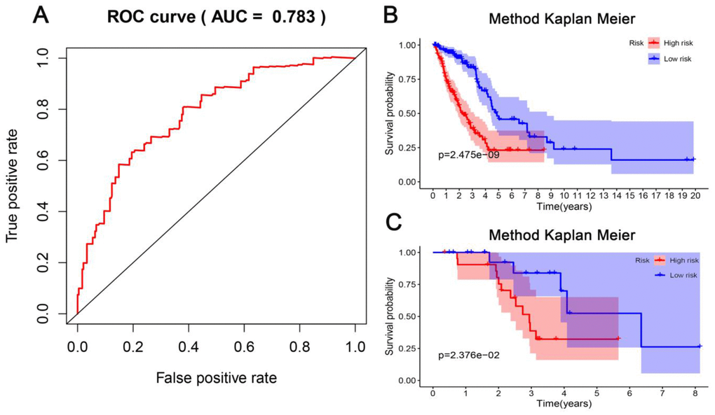Evaluation of the predictive performance of the model. (A) Receiver operating characteristic (ROC) analysis of the sensitivity and specificity of the survival time by the five CpG sites in the training dataset. (B) The Kaplan-Meier analysis was used to visualize the survival probability for the low-risk versus high-risk group of patients based on the median risk value in the training dataset. Rows represent survival time (years), and columns represent survival rate. (C) Verification in the testing dataset with the Kaplan-Meier analysis.