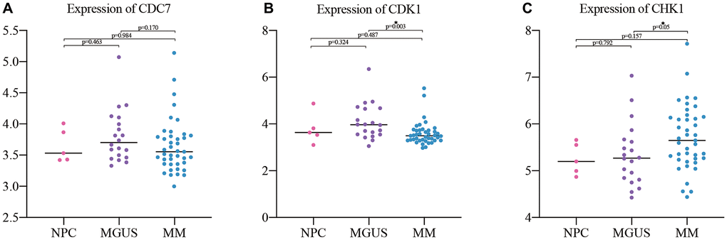 Expression validation of the hub genes in NPC (5), MGUS (20) and MM (41). (A) expression of CDC7; (B) expression of CDK1; (C) expression of CHK1.