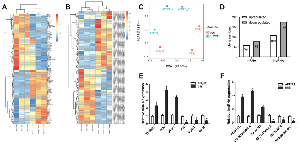 Differential expression analysis of messenger RNA (mRNAs) and long non-coding RNAs (LncRNAs) in Danggui-Shaoyao-San (DSS)-treated and untreated APP/PS1 double transgenic mice. (A) Heatmap analysis of differentially expressed mRNAs, DSS-treated VS. APP/PS1 mice; (B) Heatmap analysis of differentially expressed LncRNA, DSS-treated VS. APP/PS1 mice; (C) Principal component analysis (PCA), DSS-treated VS. APP/PS1 mice; (D) Differentially expressed LncRNAs and mRNAs; (E) qPCR for mRNAs; (F) qPCR for LncRNA. N = 5 mice/group; Data are represented as mean ± standard error of mean (SEM), *, P 
