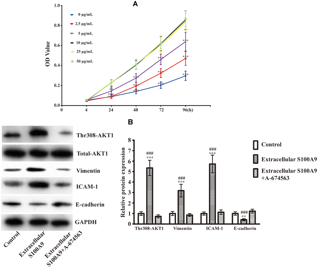 Expression of EMT-related proteins after treatment with the recombinant human S100A9 protein and AKT1 inhibitor. (A) After incubation with different concentrations of recombinant human S100A9 protein for 24, 48, 72 and 96h, the viability of HP75 cells was assessed using CCK-8(n=5. P**; P***, compared with the group with 10μg/mL recombinant S100A9 protein at the same time point). (B) HP75 cells were divided into control group, 10μg/mL recombinant S100A9 protein group and 10μg/mL recombinant S100A9 protein+ A-674563 group, the levels of p-AKT1Thr308, Vimentin, ICAM-1 and E-cadherin were observed using western blot(n=5. P**; P*** versus control group. P### versus 10μg/mL recombinant S100A9 protein+ A-674563 group).