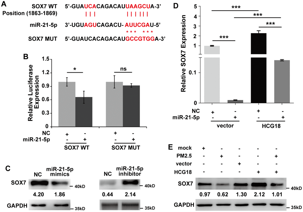 LncRNA HCG18 functions as a ceRNA to enhance SOX7 expression by competitively sponging miR-21-5p in PM2.5-treated HUVECs. (A) The binding relationship between miR-21-5p and SOX7 3’UTR was predicted online. (B) Dual-luciferase assays indicated that the expression of SOX7 was inhibited by miR-21-5p. (C) The protein expression of SOX7 regulated by miR-21-5p was detected using Western blotting. (D) The mRNA level of SOX7 was decreased by miR-21-5p and increased by overexpression of HCG18. Moreover, miR-21-5p abrogated the up-regulation of SOX7 in HUVECs overexpressing HCG18. (E) The data of Western blotting showed that PM2.5 suppressed SOX7 expression, and HCG18 positively regulated SOX7 expression. In addition, the decreased expression of SOX7 by PM2.5 could be reversed by overexpression of HCG18. *: PP
