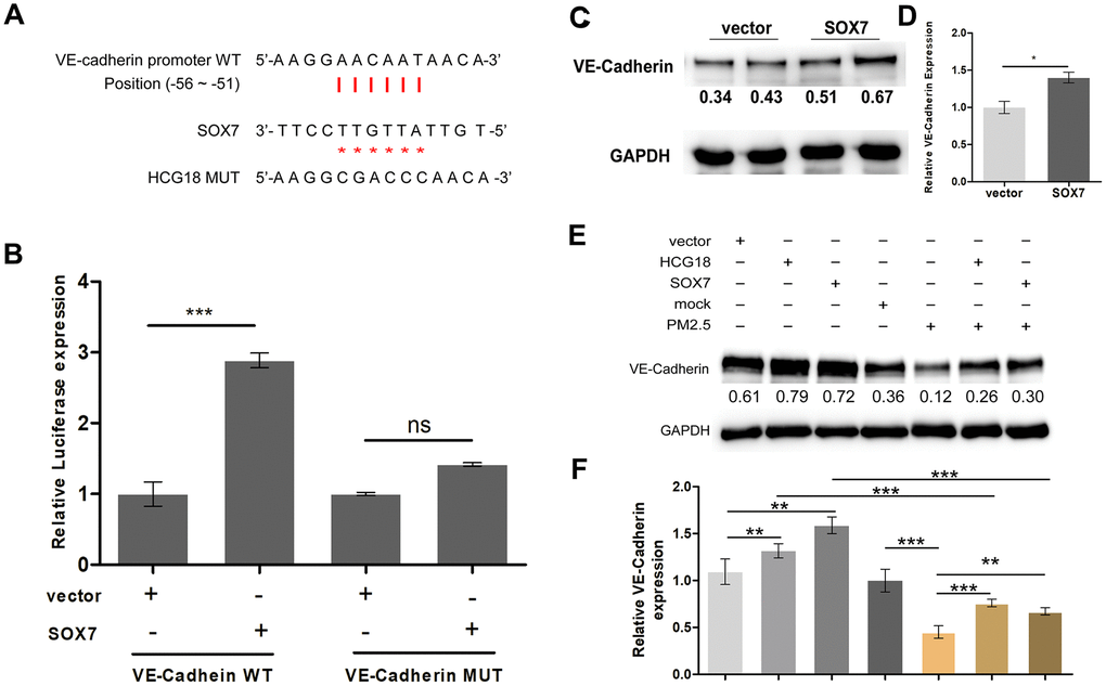 The lncRNA HCG18/miR-21-5p/SOX7/VE-cadherin axis is regulated by PM2.5 in vascular endothelial cells. (A) The binding relationship of SOX7 and the promoter region of VE-cadherin was predicted online. (B) Dual-luciferase reporter assay showed that SOX7 promote the transcriptional activities of VE-cadherin. (C) The protein expression of VE-cadherin was up-regulated in SOX7-overexpressed HUVECs. (D) The quantitative analysis of the results of C. (E) Overexpression of HCG18 promoted the expression of VE-cadherin, and the induction effect was abrogated by both overexpression of HCG18 or SOX7 and treatment with PM2.5. (F) The quantitative analysis of the results of E. ns: no significantly different. ***: P