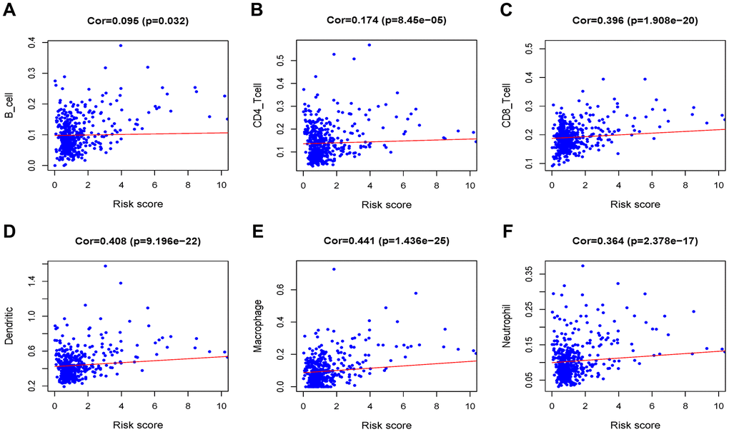 Analysis of the correlation between the risk score and immune cell infiltration in the TCGA cohort. (A) B cells. (B) CD4+ T cells. (C) CD8+ T cells. (D) Dendritic cells. (E) Macrophages. (F) Neutrophils.