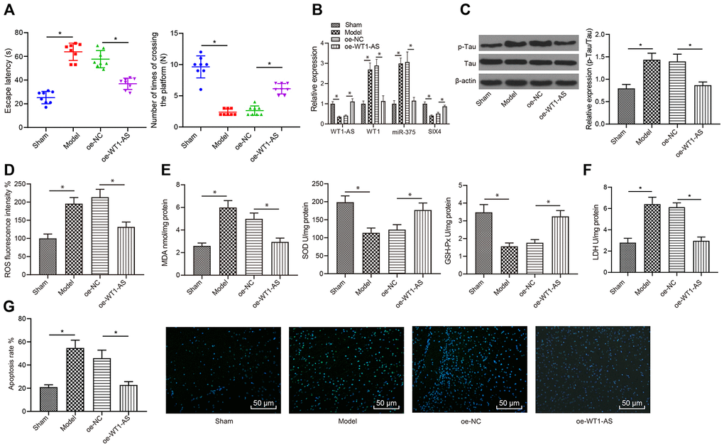 WT1-AS inhibited OSI and apoptosis of neurons in AD in vivo. (A) Detection of the learning and memory abilities of mice by using the Morris water maze test. (B) The expression of WT1-AS, WT1, miR-375 and SIX4 detected by qRT-PCR in brain tissues of mice. (C) The expression of p-Tau and total Tau detected by western blot. (D) Detection of ROS content. (E) Detection of MDA content, SOD and GSH-Px activities. (F) Detection of LDH activity. (G) Detection of apoptosis by TUNEL staining (400x). *P