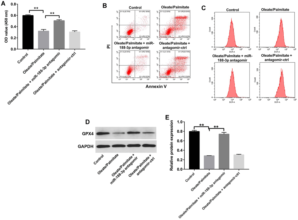 Downregulation of miR-188-3p attenuates oleate/palmitate-induced lipid accumulation in HepG2 cells. (A) HepG2 cells were transfected with miR-188-3p antagomir for 48 h and then exposed to oleate/palmitate (2:1 molar ratio) for another 24 h. CCK-8 assays were used to measure cell viability. **PB) Apoptotic cells were detected with Annexin V and PI double staining. (C) ROS generation were detected as DCF fluorescence with flow cytometry. (D) Levels of GPX4 expression in HepG2 cells were detected with western blotting. (E) Relative GPX4 expression in HepG2 cells was quantified by normalization to GAPDH. **P