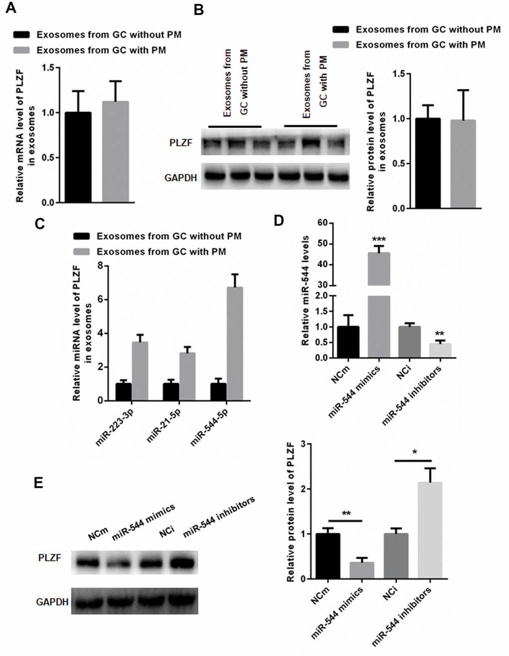 miR-544 from GC-derived EVs of PM patients reduces PLZF expression in HMrSV5 cells. (A) mRNA and (B) protein expression of PLZF in EVs isolated from GC patients with and without PM. (n=3, Student’s t-test for A, B) (C) RT-PCR demonstrating increased levels of miR-223-3p, miR-21-5p, and miR-544-5p in EVs isolated from GC patients with PM. (D) RT-PCR of miR-544 in HMrSV5 cells transfected with miR-544 mimics or miR-544 inhibitors. (E) Western blotting of PLZF in HMrSV5 cells transfected with miR-544 mimics or miR-544 inhibitors. (n=3, one way ANOVA for C, D, E).