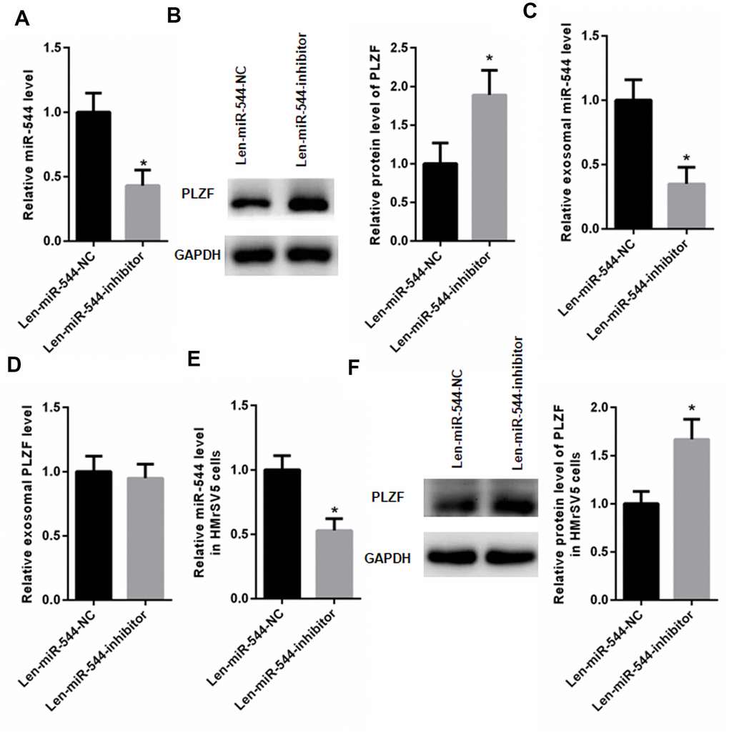 miR-544 inhibition increases PLZF expression in HMrSV5 cells. (A) RT-PCR of miR-544 in EVs isolated from MGC803 cells transfected with Len-miR-544-inhibitor or control Len-miR-544-NC. (B) Western blotting of PLZF in MGC803 cells transfected with Len-miR-544-inhibitor or Len-miR-544-NC. (C) RT-PCR of exosomal miR-544 derived from MGC803 cells transfected with Len-miR-544-inhibitor or Len-miR-544-NC. (D) PLZF mRNA in MGC803 cells transfected with Len-miR-544-inhibitor or Len-miR-544-NC. (E) RT-PCR of miR-544 in Len-miR-544-inhibitor group and Len-miR-544-NC group in HMrSV5 cells co-cultured with EVs derived from MGC803 Len-miR-544-NC or Len-miR-544-inhibitor. (F) PLZF expression in EVs isolated from MGC803 cells transfected with Len-miR-544-inhibitor or Len-miR-544-NC. (n=3, Student’s t-test)