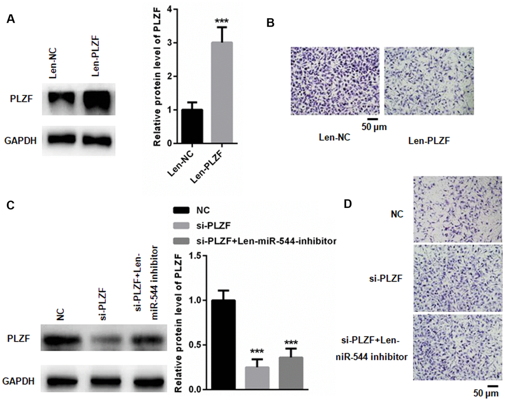 miR-544 induces malignant phenotype in HMrSV5 cells via targeting PLZF. (A) Western blotting of PLZF in Len-PLZF-transfected HMrSV5 cells overexpressing PLZF. (n=3, Student’s t-test) (B) Migration and invasion of Len-PLZF-transfected HMrSV5 cells. (C) Western blotting of PLZF in PLZF siRNA-transfected HMrSV5 cells. (n=3, one way ANOVA) (D) Migration and invasion of PLZF siRNA-transfected HMrSV5 cells.