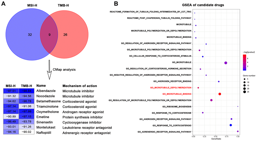 Identification of candidate drugs that may treat gastric cancer with high immune activity in TCGA-STAD cohort. (A) Venn diagram (top) showing the number of common candidate drugs (CMap score B) GSEA results for candidate drugs based on the functional gene sets of these seven drug types from the Molecular Signatures Database by the function of enricher of clusterprofiler package. Pathways in red font were significantly enriched (p value 