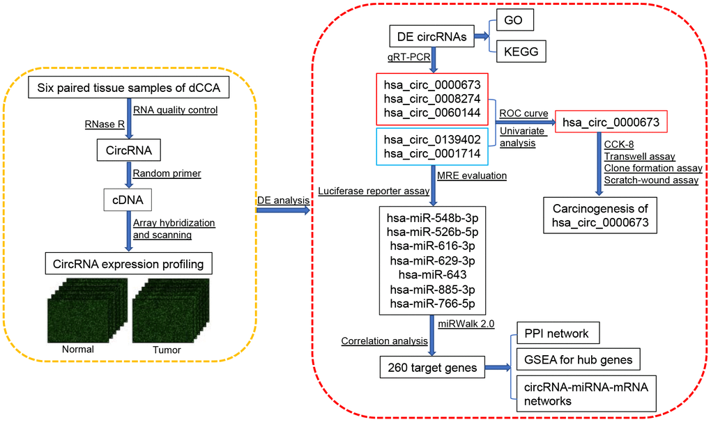 Comprehensive circular RNA expression profiling constructs a ceRNA network  and identifies hsa_circ_0000673 as a novel oncogene in distal  cholangiocarcinoma