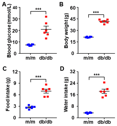 Comparisons of metabolic parameters in db/db and m/m mice. (A) Blood glucose. (B) Body weight. (C) Food intake. (D) Water intake. Data are shown as mean ± SEM (n = 6). *P P P 