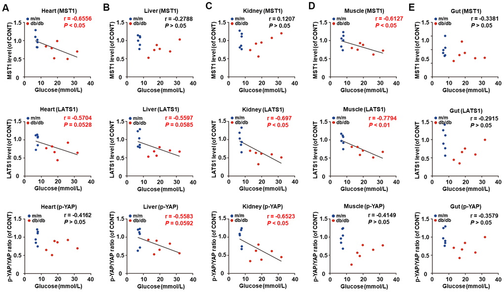 Correlations between fasting blood glucose and Hippo signaling levels in peripheral tissues between db/db mice and m/m mice (n = 12). MST1, LATS1, and p-YAP/YAP ratio in the heart (A), liver (B), kidney (C), muscle (D), and gut (E).