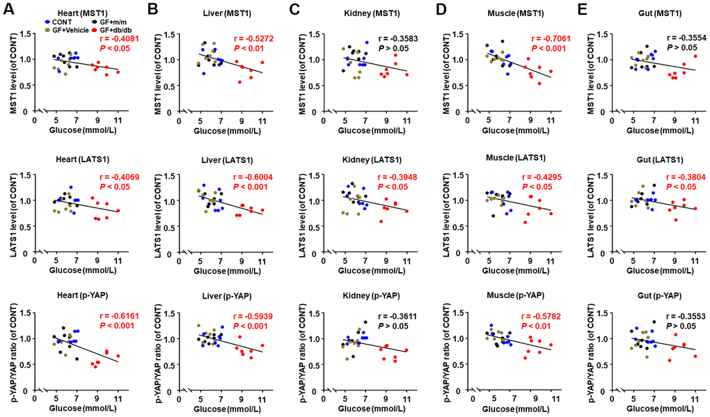 Correlations between fasting blood glucose and Hippo signaling levels in peripheral tissues after fecal transplantation in pseudo germ-free mice (n = 28). MST1, LATS1 and p-YAP/YAP ratio in the heart (A), liver (B), kidney (C), muscle (D), and gut (E).
