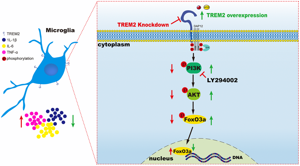 TREM2 ameliorates neuroinflammatory response and cognitive impairment ...