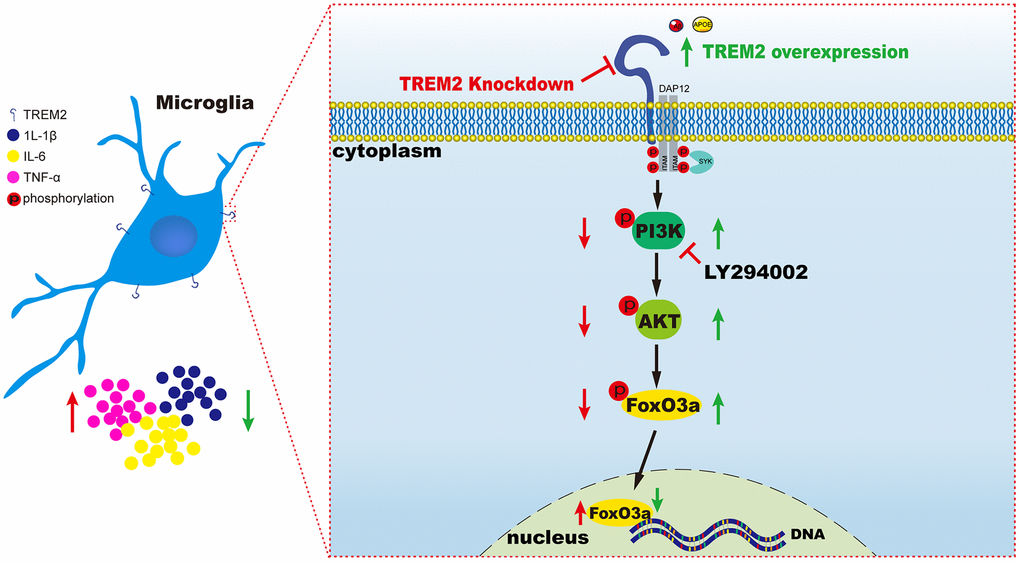 A schematic diagram of TREM2 modulating the inflammatory response via PI3K/AKT/FoxO3a pathway in microglia. On the left (red), the result is led from the knockdown of TREM2, while on the right (green) the result is caused by the overexpression of TREM2 receptor.