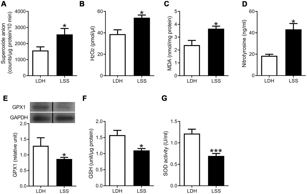 Increased oxidative stress and decreased antioxidant defense were present in the hypertrophic ligamentum flavum. The ROS levels, inclusive of (A) Superoxide anion and (B) Hydrogen peroxide, were higher in the LSS group compared to the LDH group. The expressions of (C) Malondialdehyde (MDA) and (D) Nitrotyrosine, which are markers of damage from oxidative stress, were higher in the LSS group. Meanwhile, the expressions of (E) Glutathione peroxidase (GPX1), (F) Glutathione (GSH), and (G) Superoxide dismutase (SOD) activity were decreased in the LSS group. (n = 21 and 43, respectively; * p p Figure 2E were run on the same gel but were noncontiguous.).