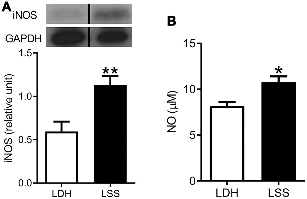 Inflammation was present in the hypertrophic LF. The expressions of (A) iNOS and (B) NO were increased in LF specimens from the LSS patients. (n = 21 and 43, respectively; * p p Figure 3A were run on the same gel but were noncontiguous.).