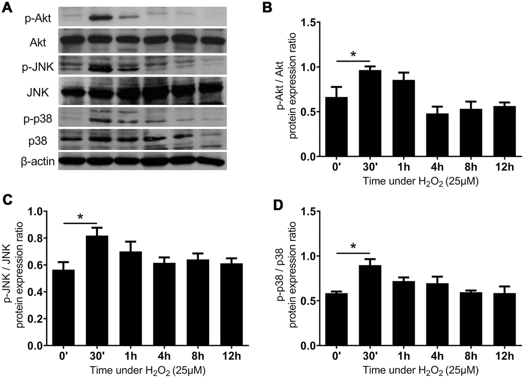 The Akt, JNK, and p38 MAPK pathways were rapidly activated after administration of H2O2-induced oxidative stress. (A) The expression of proteins of MAPK networks. The quantified protein expression ratio of (B) phosphorylated Akt (p-Akt) to total Akt, (C) phosphorylated JNK (p-JNK) to total JNK, and (D) phosphorylated p38 MAPK (p-p38) to total p38. The horizontal axis indicates the duration of subjecting the LF cells to the H2O2-induced oxidative stress. (n = 6; * p 
