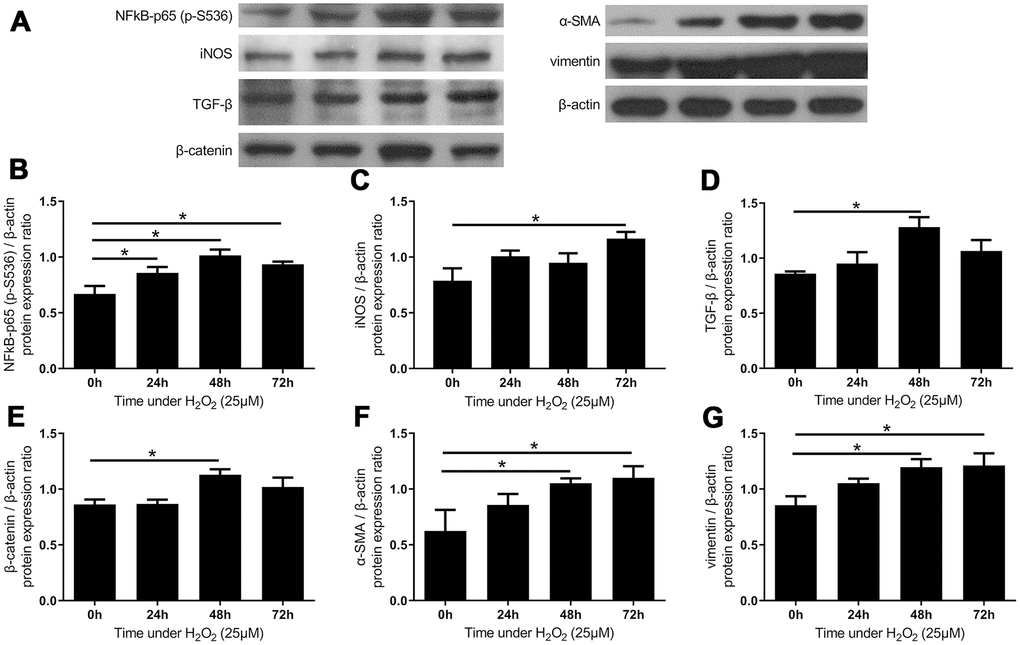 The expressions of inflammatory markers and fibrotic markers increased after administration of H2O2-induced oxidative stress. (A) The expression of inflammatory markers and fibrotic markers. The quantified protein expression ratio of (B) phosphorylated NF-κB p65 (S536) and (C) iNOS increased substantially under oxidative stress, suggesting the activation of inflammatory processes. The expressions of fibrotic signals such as (D) TGF-β and (E) β-catenin increased after 48 hours, followed by increases in fibrotic markers including (F) α-SMA and (G) vimentin. (n = 6; * p 