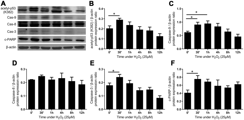 The intrinsic apoptotic pathway was activated after administration of H2O2-induced oxidative stress. (A) The expression of proteins of intrinsic apoptotic pathway. Quantified protein expression ratio of (B) acetylated p53 (K382) and (C) caspase-9 (Cas-9) were significantly increased after the addition of H2O2, indicating the activation of an intrinsic pathway. In contrast, the quantified protein expression ratio of (D) caspase-8 (Cas-8) did not vary significantly, implying that the extrinsic pathway was not involved. The increases in (E) caspases-3 (Cas-3) and (F) cleaved poly ADP-ribose polymerase (c-PARP) indicated the activation of apoptosis. (n = 6; * p 