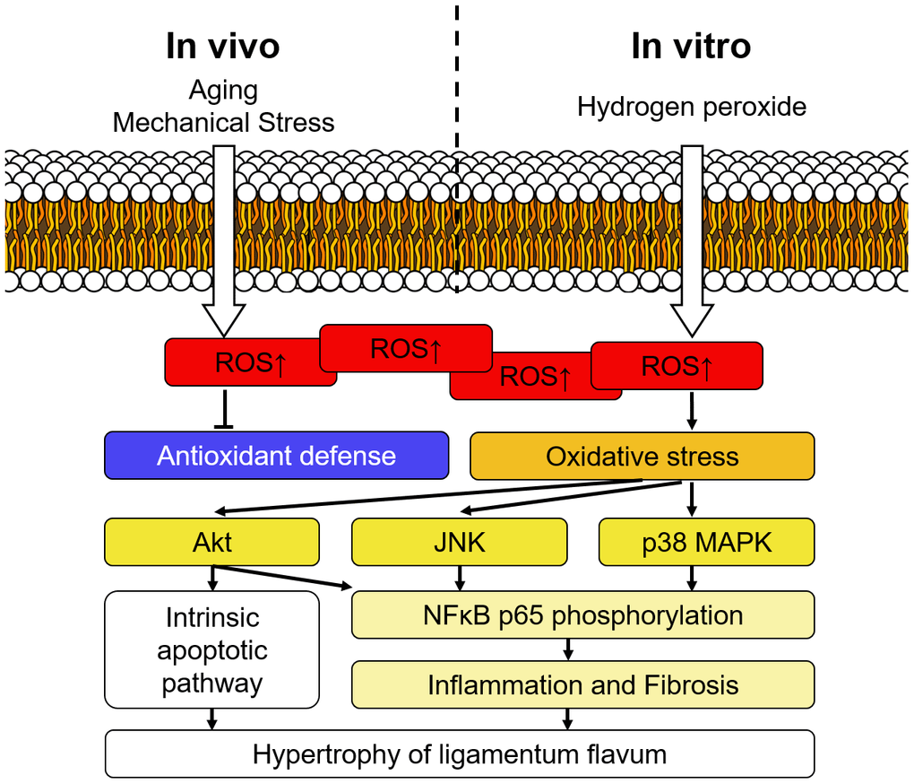 Schematic diagram of signaling pathways involved in the hypertrophy of ligamentum flavum. Intracellular ROS accumulated during the aging process and after repetitive mechanical stress in vivo, and the condition was simulated by hydrogen peroxide treatment in the current study. The upregulated oxidative stress subsequently activated Akt, JNK, and p38 MAPK pathways and triggered inflammation as well as fibrosis. Accumulation of fibrotic extracellular matrices eventually resulted in hypertrophy of the ligamentum flavum.