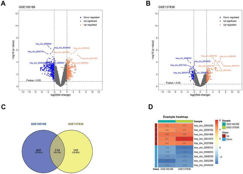 Screening of differentially expressed circRNAs. (A) The differential expression of circRNAs in ccRCC tissue samples compared with normal healthy kidney samples. (B) The differential expression of circRNAs in metastatic ccRCC tissue samples compared with local ccRCC tissue samples. (C) 114 circRNAs related to ccRCC progression and metastasis after the intersection. (D) Heatmap for top 5 up-regulated and top 5 down-regulated differentially expressed circRNAs. ccRCC: clear cell renal cell carcinoma.