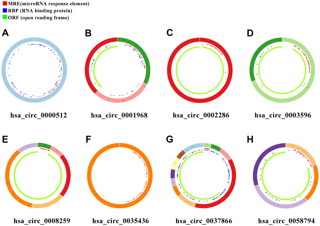 Schema graphs of eight circRNAs downloaded from Cancer-Specific CircRNA database (CSCD). (A) hsa