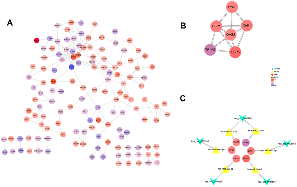 PPI network, hub-genes, and circRNA/miRNA/hub-genes axes. (A) The PPI network of 201 genes. (B) Six hub-genes (COL10A1, COL5A2, COL4A1, and COL3A1) in the PPI network. (C) The circRNA / miRNA / hub-genes axes.