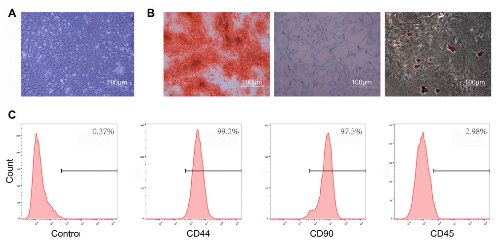 Characterization of bone marrow mesenchymal stem cells (BMSCs). (A) BMSCs exhibited a representative spindle-like morphology. Scale bar: 100 μm. (B) BMSCs showed osteogenic pluripotent differentiation abilities, adipogenesis, and cartilage formation. Scale bar: 100 μm. (C) Flow cytometry analysis of characteristic cell surface markers of BMSCs. The mesenchymal markers, CD44 and CD90, were positive, while the hematopoietic cell surface marker, CD45, was negative.