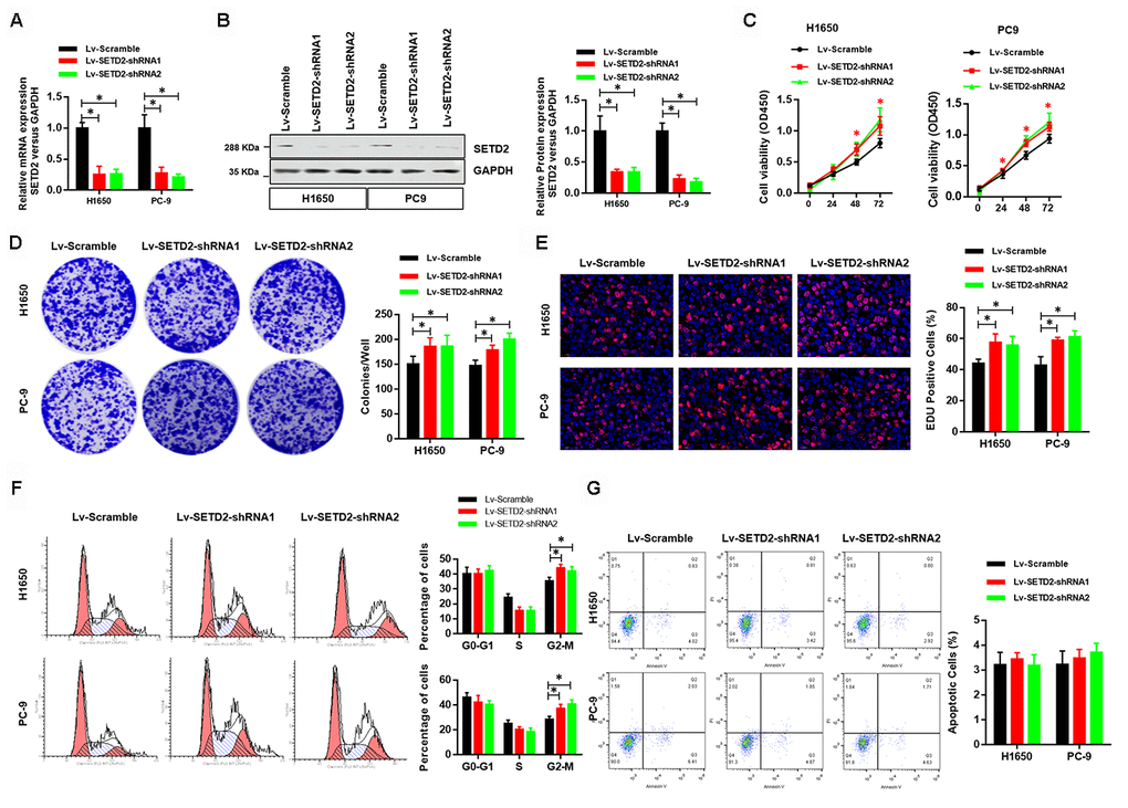 Deficiency of SETD2 improves cancer cell growth in vitro. (A) Real-time qPCR confirmed the downregulated expression level of SETD2 in lung cancer cells H1650 and PC-9. (B) Western blotting analyses of SETD2 deficiency in H1650 and PC-9 cells. Quantitative results were shown in the right panel. (C) Cell proliferation assays of SETD2 deficiency H1650 and PC-9 cells. (D) Anchorage-independent growth assays of SETD2 deficiency H1650 and PC-9 cells. Quantitative results were indicated in the right panel. (E) EDU staining of SETD2 down-regulated H1650 and PC-9 cells (×200). (F) Cell cycle analysis of SETD2 deficiency H1650 and PC-9 cells. Proportion of cells in G0-G1 phase, S phase and G2-M phase was quantified. (G) Apoptosis analysis of SETD2 down-regulated H1650 and PC-9 cells by Annexin V/PI assay. *Pt test.