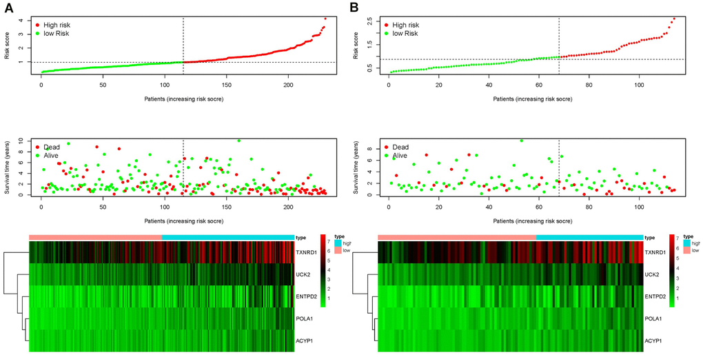 Ranking of risk scores, survival status distribution, and heat map for prognosis-associated metabolic genes of patients with HCC in the training set (A) and testing set (B), which demonstrated that the higher the risk score, the shorter the survival time and fewer the surviving patients, and the expression of the five prognostic genes was upregulated in high-risk groups in both the training and testing sets.