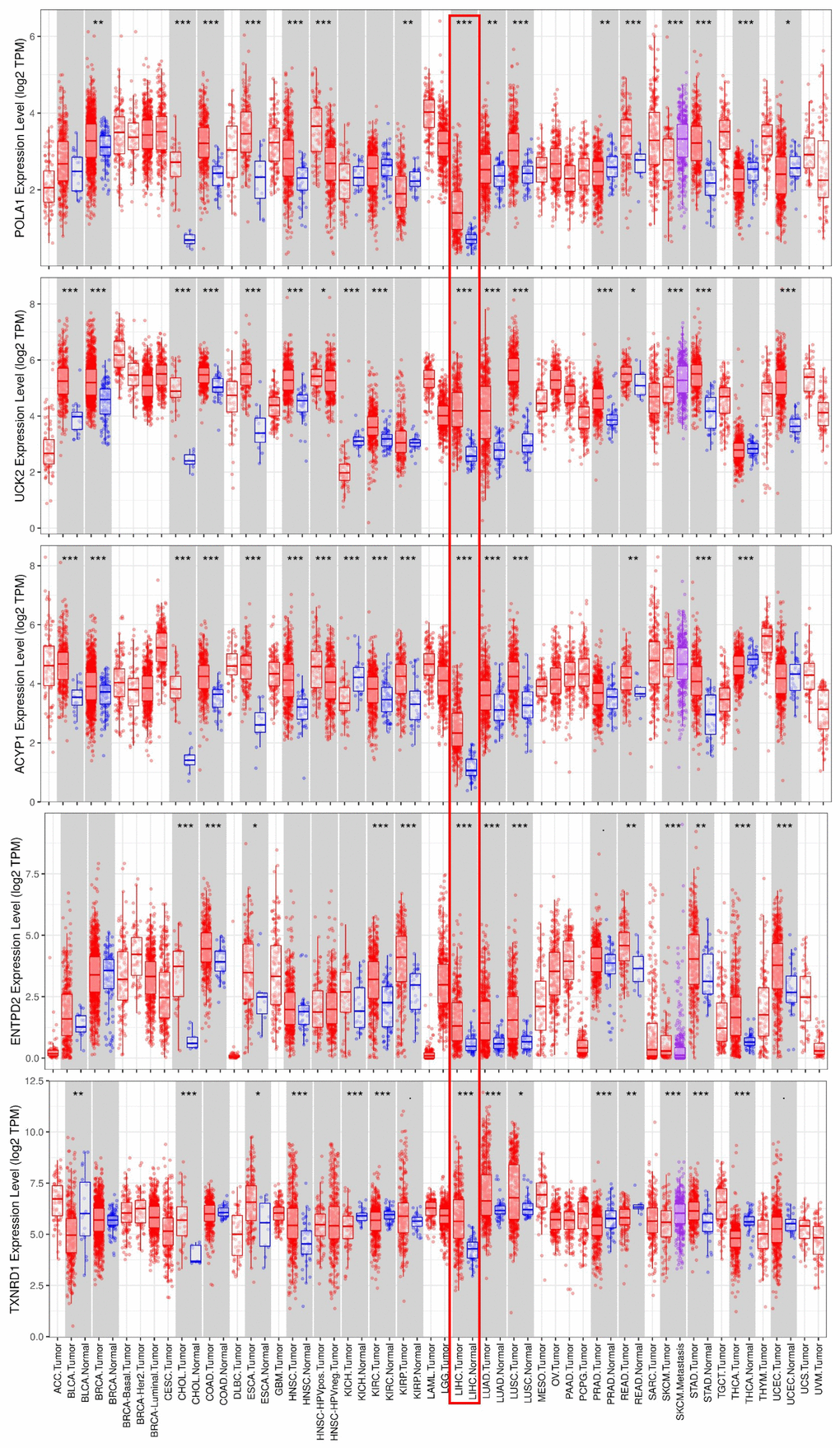 mRNA expression of the five prognosis-related metabolic genes in cancers. Data are from the TIMER database (https://cistrome.shinyapps.io/timer/) [50]. The expression of POLA1, UCK2, ACYP1, ENTPD2 and TXNRD1 was significantly upregulated at the mRNA level in HCC.