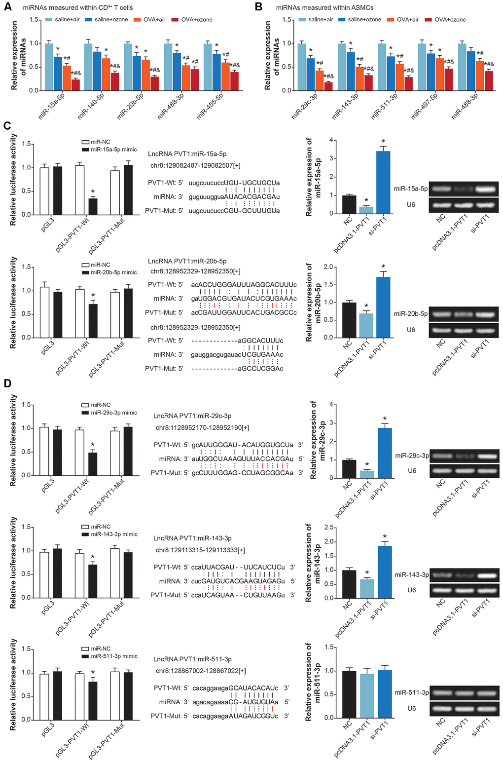 MiRNAs potentially sponged by lncRNA PVT1 within ASMCs and CD4+ T cells. (A) MiR-15a-5p, miR-140-5p, miR-20b-5p, miR-488-3p and miR-455-5p were differentially expressed within CD4+ T cells of saline+air, saline+ozone, OVA+air and OVA+ozone groups. *: PPPB) Expressions of miR-29c-3p, miR-143-3p, miR-511-3p, miR-497-5p and miR-488-3p were evaluated within ASMCs of mice models among saline+air, saline+ozone, OVA+air and OVA+ozone groups. *: PPPC) MiR-15a-5p and miR-20b-5p were sponged and regulated by lncRNA PVT1 in CD4+ T cells. (D) MiR-29c-3p, miR-143-3p and miR-511-3p were subjected to sponged modulation by lncRNA PVT1 in ASMCs.