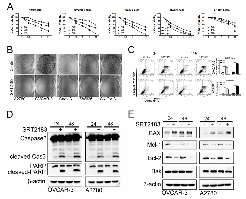 SRT2183 suppresses cell proliferation and triggers apoptosis in ovarian cancer cells. (A) A2780, OVCAR-3, Caov-3, SW626, and SK-OV-3 cells were treated with vehicle or SRT2183 (0.2, 1, 5, and 25 μM) for 24, 48, and 72 h, the cell proliferation was detected by CCK8 assay. (B) A2780, OVCAR-3, Caov-3, SW626, and SK-OV-3 cells were treated with vehicle or 1 μM SRT2183 for 14 days, the cell growth was determined by colony formation analysis. (C) OVCAR-3 and A2780 cells were treated with vehicle or 1 μM SRT2183 for 24 and 48 h, cell apoptosis was detected with the help of Annexin V, propidium iodide staining and flow cytometry. (D) OVCAR-3 and A2780 cells were treated by the same procedures described in (C), the expression of cleaved-Caspase-3 (cleaved-Cas3), and cleaved-PARP was detected by immunoblot analysis. (E) OVCAR-3 and A2780 cells were treated by the same procedures described in (C), the expression of BAX, Mcl-1, Bcl-2 and Bak was detected by western blot. N=3 for (A), (B), (D) and (E); N=5 for (C); *** indicates P 