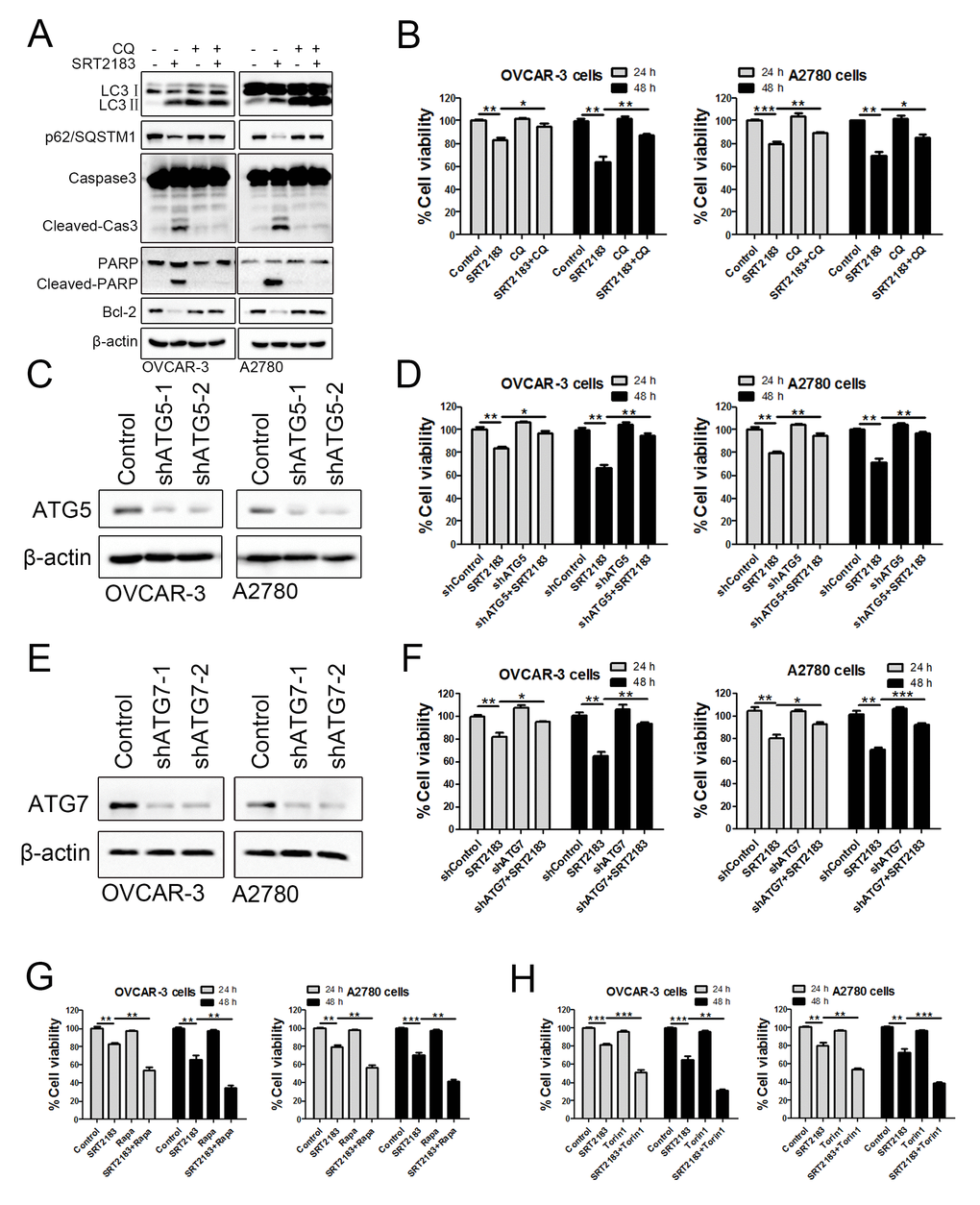 The anti-carcinoma activity of SRT2183 is dependent on autophagy. (A) OVCAR-3 and A2780 cells were pre-treated with chloroquine (CQ) for 6 h, then treated with vehicle or 1 μM SRT2183. The expression of LC3, p62/SQSTM1, Caspase3, PARP and Bcl-2 was detected by western blot. (B) OVCAR-3 and A2780 cells were treated by the same procedure described in (A) for 24 and 48 h, the viability of OVCAR-3 and A2780 cells were detected by CCK8 assay. (C) The expression of autophagy related 5 (ATG5) was knocked down by shRNA-lentivirus (shATG5-1 and shATG5-2) and the protein was determined by western blot. (D) OVCAR-3 and A2780 cells were treated by vehicle, shATG5-1, 1 μM SRT218 or the combination of shATG5-1 and SRT218 for 24 and 48 h. The viability of the cells was evaluated by CCK8 assay. (E) The expression of autophagy related 5 (ATG5) was detected by western blot and (F) The cell viability was determined after the cells were treated by 1 μM SRT2183 for 24 and 48 h. (G, H) OVCAR-3 and A2780 cells were pre-treated with 0.1 μM Rapamycin (Rapa) or 0.05 μM Trion 1 for 6 h, then the cells were treated with vehicle or 1 μM SRT2183 for 24 and 48 h. The cell viability was detected by CCK8 assay. N=3 for (A) and (C); N=5 for (B), N=6 for (D), (E) and (F). * indicates P P P 