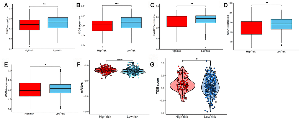 Evaluating the immunotherapeutic response of LUAD subtypes. The expression of immune checkpoint molecules including (A) TIGIT, (B) ICOS, (C) TIM-3 (HAVCR2), (D) CTLA4, and (E) PD-L1 (CD274) between patients with high and low risk. (F) Stemness index values of patients in high- and low-risk groups. (G) Immunotherapeutic responses of patients with high and low risk. LUAD, lung adenocarcinoma; PD-L1, programmed cell death-ligand 1.