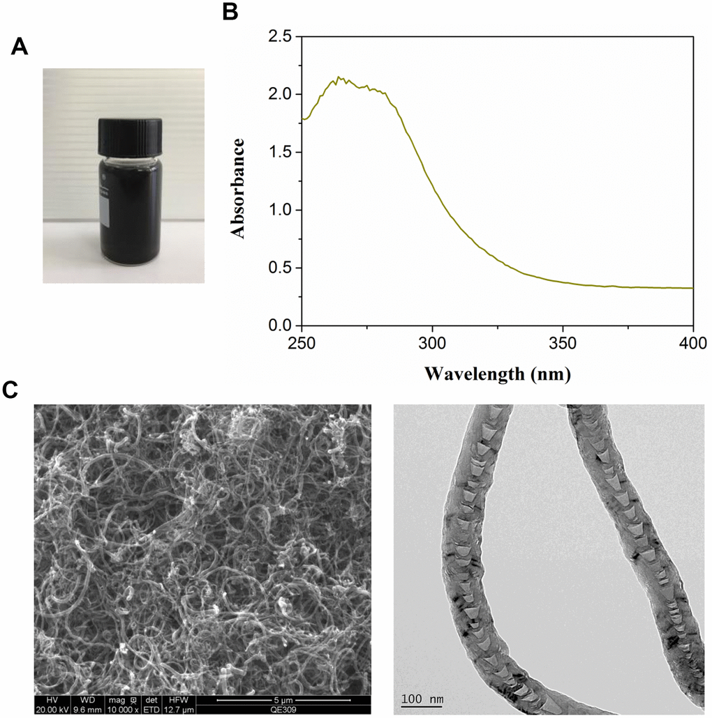 Characterization of multiwalled carbon nanotubes (MWCNTs). (A) The appearance of commercial MWCNTs. (B) The ultraviolet visible absorption spectra of MWCNTs. (C) The representative images of MWCNTs using transmission electron microscopy.