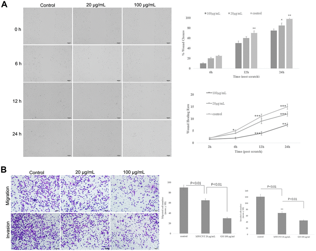 Multiwalled carbon nanotubes (MWCNTs) inhibits tumor metastasis in SKOV3 cells. (A) The wound closure and wound healing rate of SKOV3 cells treated with different doses of MWCNTs at 0, 6, 12 h and 24 h by wound healing assay. (B) Cell migration and migration rates in SKOV3 cells treated with different doses of MWCNTs by Transwell assay. *P P P 