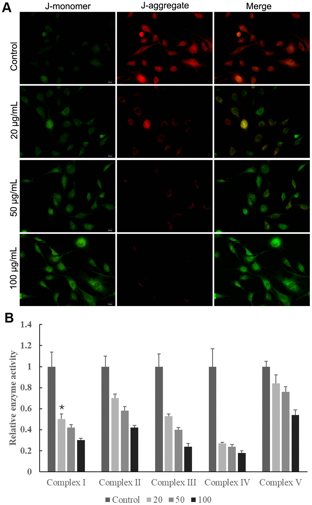 Multiwalled carbon nanotubes (MWCNTs) disrupted mitochondrial function of SKOV3 cells. (A) The mitochondrial membrane potential in SKOV3 cells treated with different doses of MWCNTs. (B) The activities of mitochondrial respiratory chain complexes I-V detected by commercially kits.