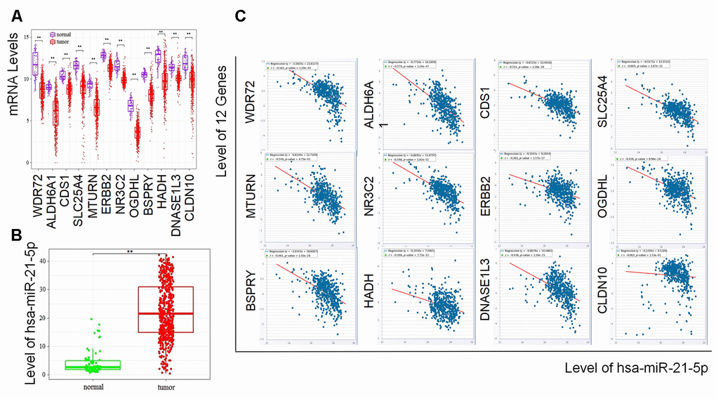 Expressionss of the prognostic biomarkers and their coexpression in RCC. (A) The 12 coding genes were downregulated and (B) hsa-miR-21-5p was upregulated in tumor samples compared with normal samples; (C) Showing the coexpression of prognostic coding genes and hsa-miR-21-5p in RCC, among which 11 coding genes (WDR72, ALDH6A1, CDS1, SLC25A4, MTURN, ERBB2, NR3C2, OGDHL, BSPRY, HADH, DNASE1L3) were negatively related to the expression of hsa-miR-21-5p. CLDN10 was the only gene with a P value over 0.05.