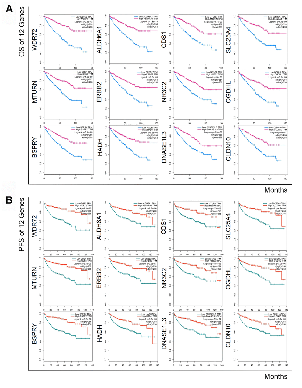 Kaplan-Meier curves of OS and DFS of 12 prognostic coding genes. Lower expression of all 12 coding genes was relevant to both unfavorable OS (A) and worse DFS (B) in patients with RCC.